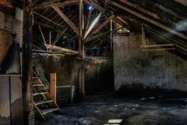 Jak wytępić kuny na poddaszu? Skuteczne metody i błędy, które pogarszają problem!