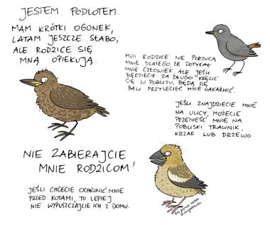 Pisklak wypadł z gniazda w Radomiu - ten odruch może mu zaszkodzić