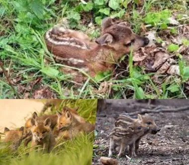 W radomskich lasach jeden odruch może skazać młode zwierzę na śmierć